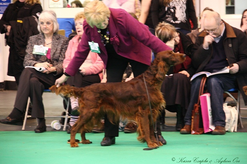 Crufts2011 433.jpg